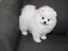 2 male 1 female Pomeranian Puppies. Image eClassifieds4u 2