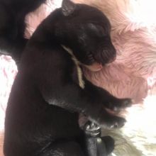 3 part straight back German sheppard one part border collie puppies for sale Image eClassifieds4u 2