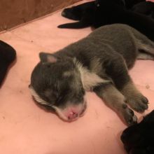 3 part straight back German sheppard one part border collie puppies for sale Image eClassifieds4u 3
