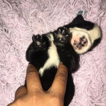 3 part straight back German sheppard one part border collie puppies for sale Image eClassifieds4u 4