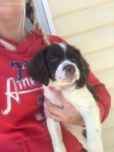 Ckc Brittany Puppies Email at us [ mountjordan17@gmail.com ] Image eClassifieds4U