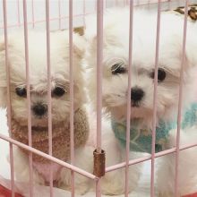 Ckc Maltese Puppies Email at us [ mountjordan17@gmail.com ] Image eClassifieds4U