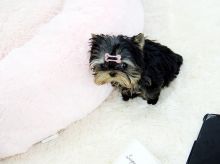 Enchanting Ckc Yorkie Puppies Available Image eClassifieds4U