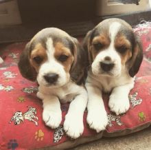 Staggering Ckc Beagle Puppies Available [ mountjordan17@gmail.com] Image eClassifieds4U