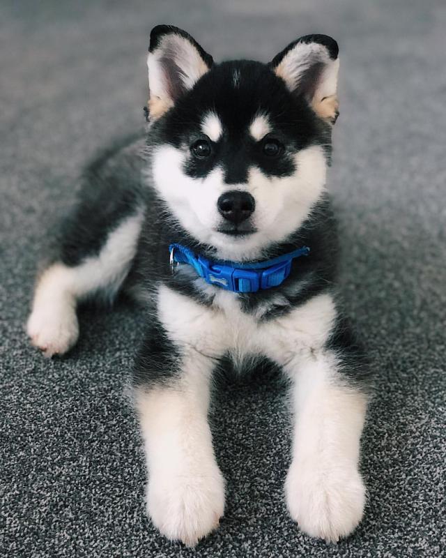 Sensational Ckc Siberia Husky Puppies Available Image eClassifieds4u