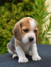 Gorgeous beagle Puppies