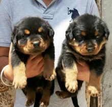 Stunning Rottweiler puppies