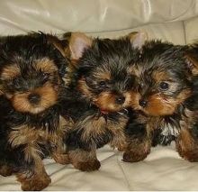 Yorkie puppies available