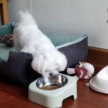 Male and female Maltese for free adoption Image eClassifieds4u 1