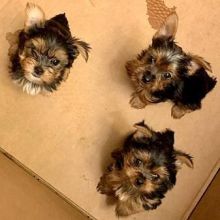 Yorkie puppies available Image eClassifieds4u 2