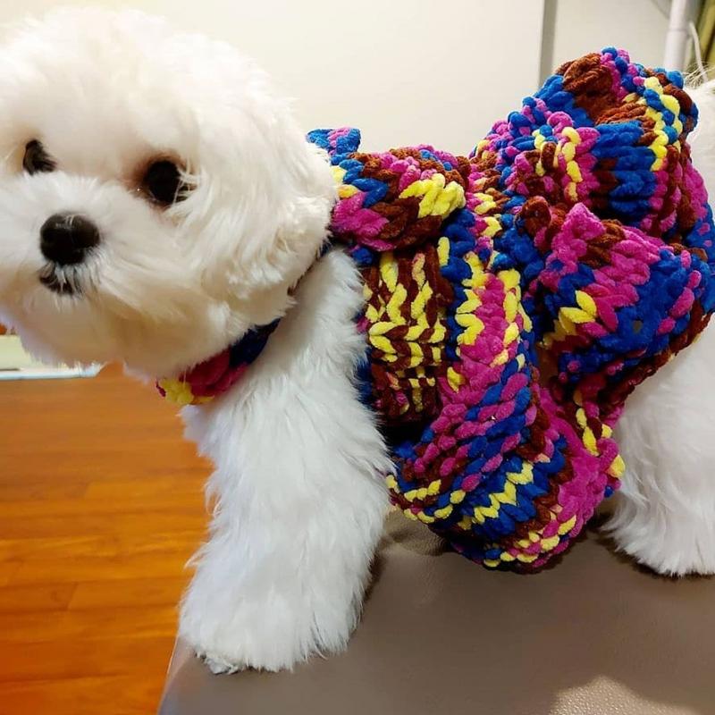 Male and female Maltese for free adoption Image eClassifieds4u