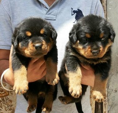 Very healthy Rottweiler Puppies Image eClassifieds4u
