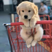 Healthy, home raised Golden Retriever puppies for adoption.