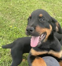 2 ADORABLE ROTTWEILER PUPPIES LEFT!!