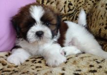 Affectionate shih tzu puppies,