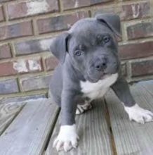 Blue nose Male and female pitbull terrier puppies.