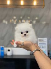 Cute Pomeranian puppies for adoption, male and female.