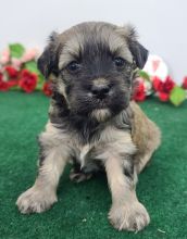 Magnificent tea cup Maltipoo puppies