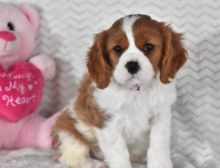 Romantic Cavalier King Charles Puppies.