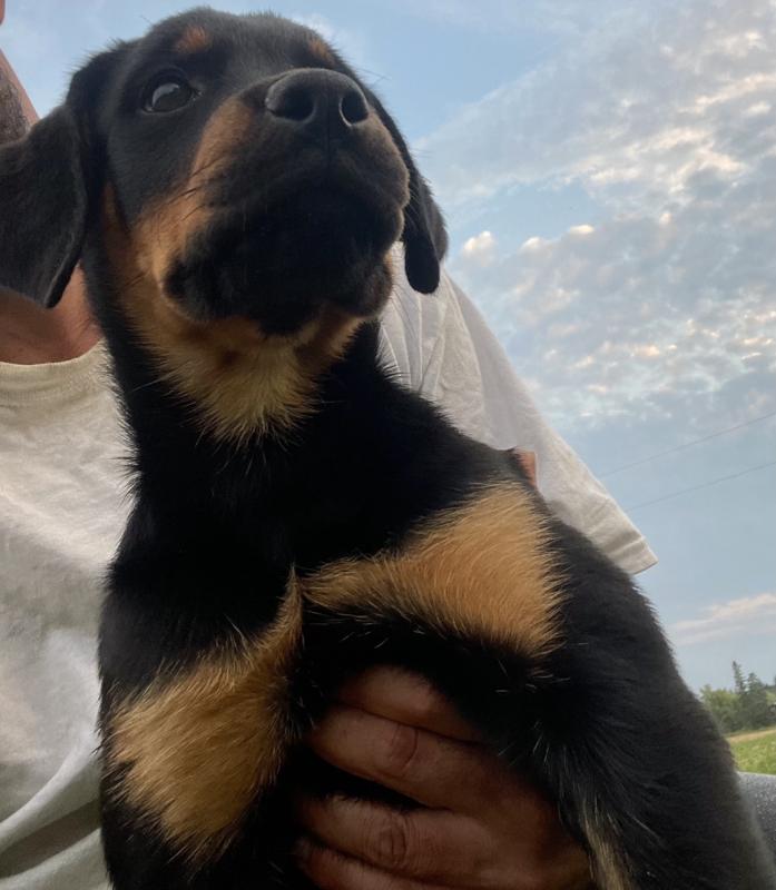 2 ADORABLE ROTTWEILER PUPPIES LEFT!! Image eClassifieds4u