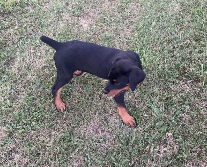 2 ADORABLE ROTTWEILER PUPPIES LEFT!! Image eClassifieds4u