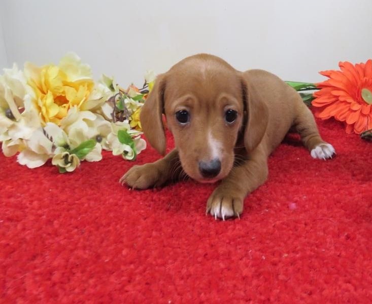Beautiful male and female Dachshunds puppies. Image eClassifieds4u