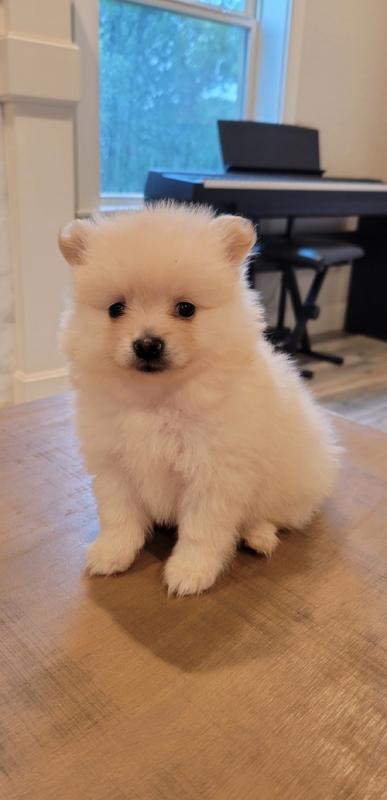 Cute Pomeranian puppies for adoption, male and female. Image eClassifieds4u
