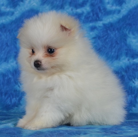 Healthy 12 weeks old purebred Teacup Pomeranian puppies for sale. Image eClassifieds4u