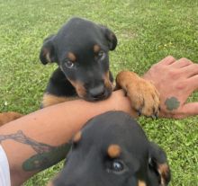 2 ADORABLE ROTTWEILER PUPPIES LEFT!! Image eClassifieds4u 4