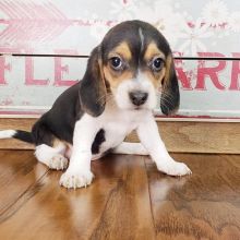 Beagle puppies for adoption(stancyvalma@gmail.com) Image eClassifieds4U