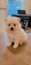 Cute Pomeranian puppies for adoption, male and female. Image eClassifieds4u 2