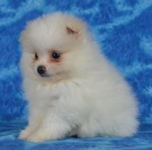 Healthy 12 weeks old purebred Teacup Pomeranian puppies for sale. Image eClassifieds4U