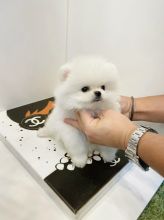 Teacup Pomeranian Puppies ready for a new home. Image eClassifieds4U