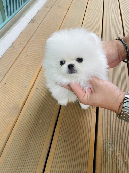 Male and Female Pomeranian puppies available Image eClassifieds4u