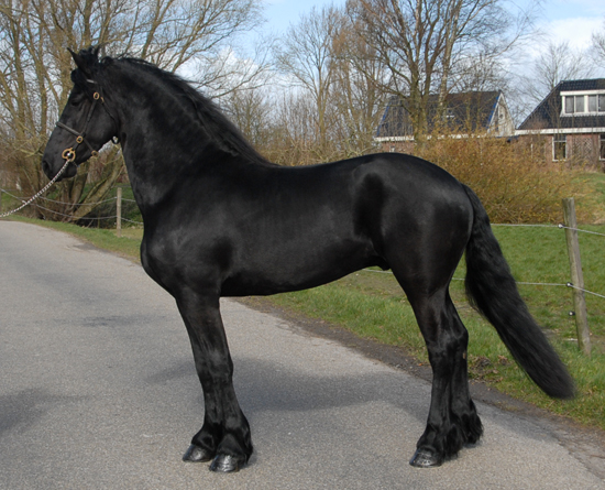 pascal is a beautiful, funny, willing, goofy 6year old Friesian gelding Image eClassifieds4u