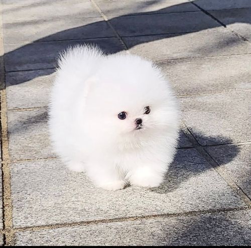 Pomeranian Puppies for Adoption Image eClassifieds4u