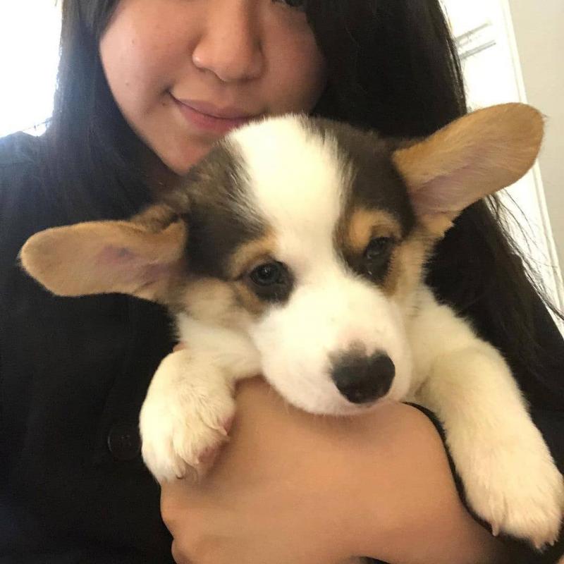 Corgi puppies available for adoption. (trevoandrew4@gmail.com) Image eClassifieds4u
