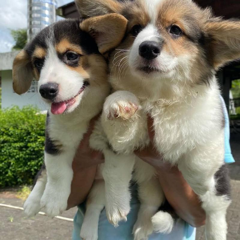 Corgi puppies available for adoption. (trevoandrew4@gmail.com) Image eClassifieds4u