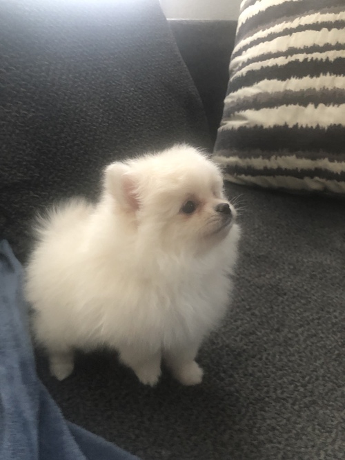 Pomeranian Puppies for Sale Image eClassifieds4u