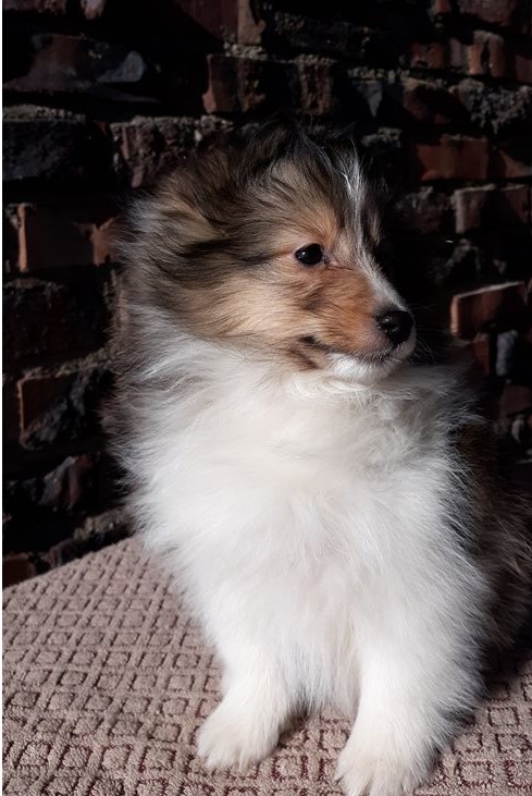 Remarkable Ckc Sheltie Puppies Email at us [ mountjordan17@gmail.com ] Image eClassifieds4u