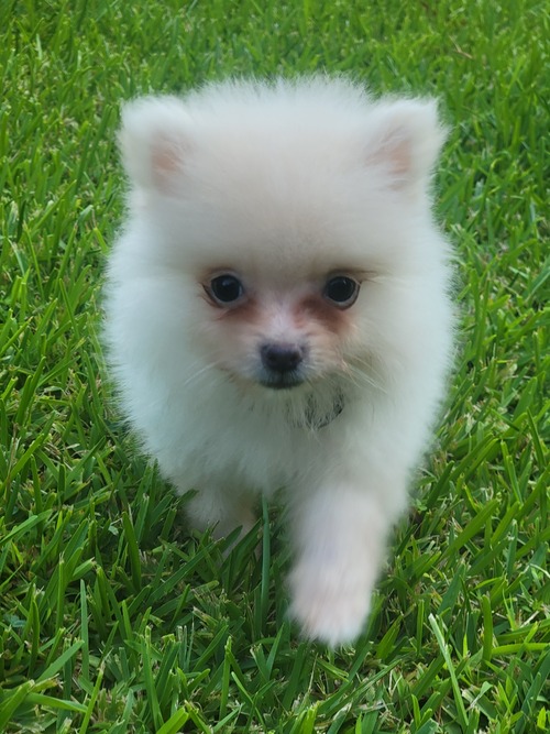 Teacup Pomeranian puppies, Image eClassifieds4u