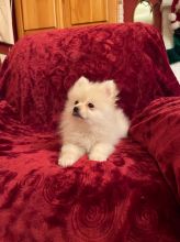 AKC registered Pomeranian puppies available for your home.