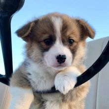 Corgi puppies available for adoption. (trevoandrew4@gmail.com)