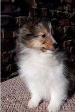 Remarkable Ckc Sheltie Puppies Email at us [ mountjordan17@gmail.com ]