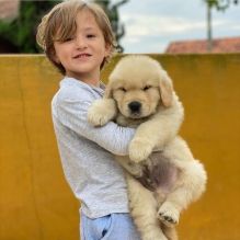Adorable Golden retriever puppies for adoption. (ashleemiller725@gmail.com )