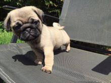 Amazing Ckc Pug Puppies Available [ mountjordan17@gmail.com]