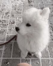 Ckc Samoyed Puppies Ready Email at us [ mountjordan17@gmail.com ]