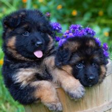 Cute and active German shepherd puppies for adoption. ((kimberlymorgan021@gmail.com) )