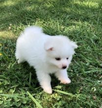 Cute and adorable Tea cup Pomeranian puppies for adoption