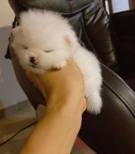 Cute and healthy Pomeranian puppies ready for adoption.
